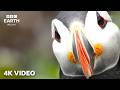 The World Of Birds In 4K A Peaceful Nature Journey BBC Earth Relax