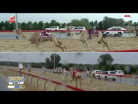 ش 6 (لوسيل) لـ هجن الشحانية 12:29:11 ، ختامي المرموم 2026/03/31 ثنايا