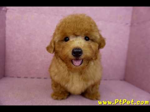 01/26紅貴賓公幼犬