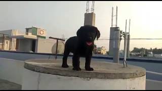 Labrador Puppy 1st Week at Home | Black Lab - Female | Imported Blood Line | ANNIE | 45 Days old |