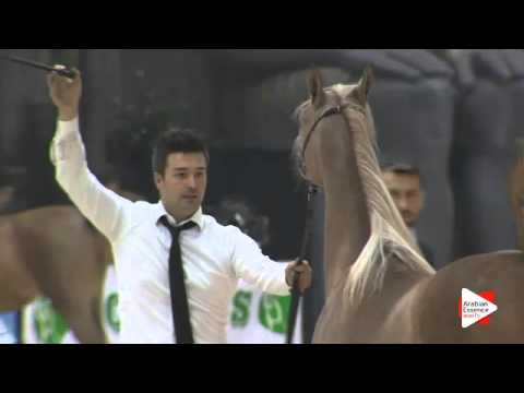 N 18 SHAKLINA AL FARAH   Gran Prix 2015   Yearling Fillies Class C