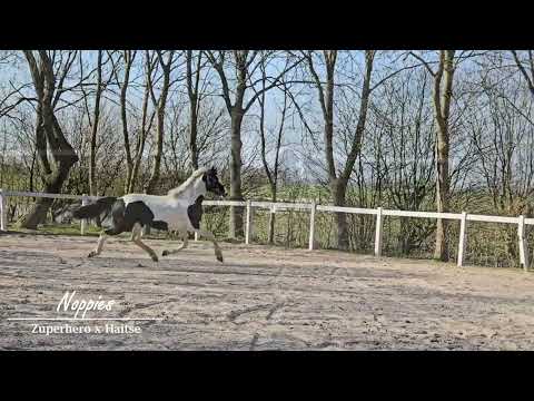 Stal Okkema's Noppie - Zuperhero x Haitse - Stallion - 2023