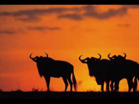 the Glitterboys - Afrika