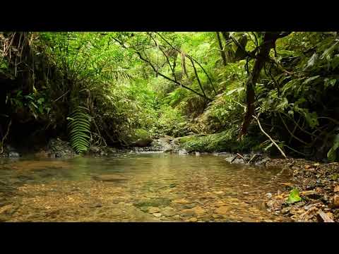 In the New Zealand bush, a babbling brook flows | 10 hrs of water based relaxation
