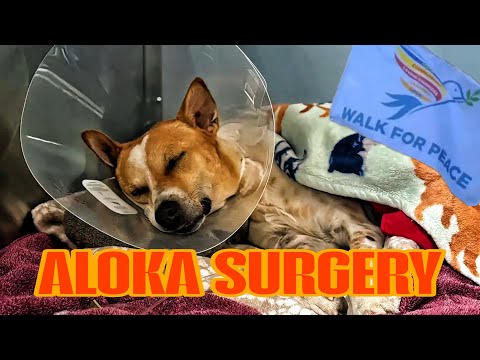 Aloka’s Surgery — When the Walk for Peace Paused for Care