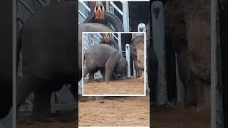 2023(令和5)年11月12日(日)・恩賜上野動物園🎪♂️♀️🐘🐼🦁❤️🤍😍😃💕💝💖✨♪🤍🐙❤️💨✨⁾⁾ｿﾞｩ(@´U｀@)ﾊﾟｫｫｰ♪。🐙❤ ♪( ∩*´Д`*∩ )＝３♪(o・ｰ・)o⭐&quot;