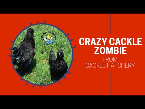 Crazy Cackle Zombie Chicken at Cackle Hatchery