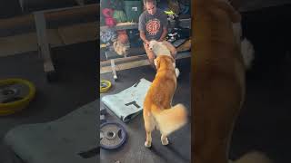 Video preview image #1 Poodle (Miniature)-Unknown Mix Puppy For Sale in Escondido, CA, USA