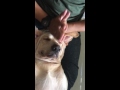 Doggie Massage - Phương pháp matxa cho cún cưng của bạn