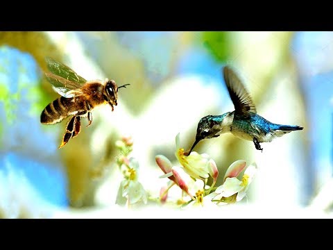 পৃথিবীর সবথেকে ছোট ১০টি পাখি  | Top 10 Smallest Bird you have ever seen | Cutest Bird