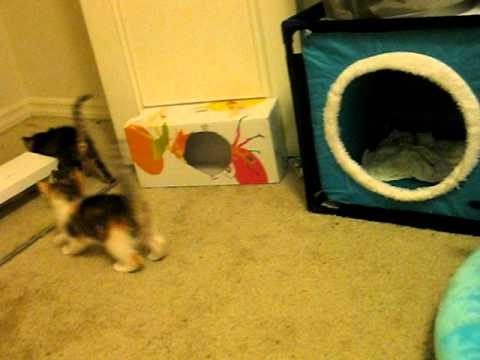 Pouncing and Playing