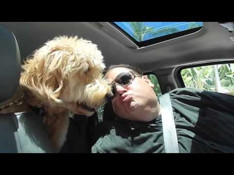 Brad Grunberg, The GetDismissed Man – Annie The Puppy – September 8, 2015