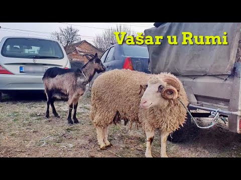 Stočna pijaca Vašar u Rumi februar 2026