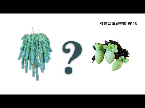 玉墜多肉繁殖