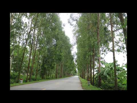 ĐƯỜNG TÌNH YÊU