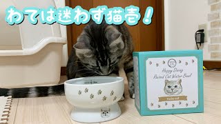 やっぱり猫壱！新しいお水入れに慎重派猫さんの反応が面白い 足長マンチカン まる Munchkin cat
