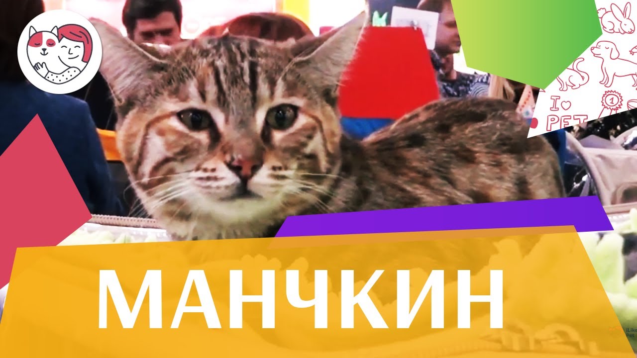 Манчкин. Особенности породы, уход на ilikepet