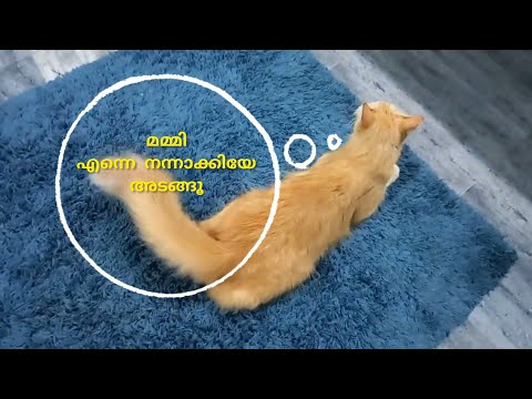 How to train a cat #teacher #temptationssalmonflavour