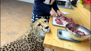 Гепард Герда осталась без еды потому что Месси съел две порции без зазрения ?