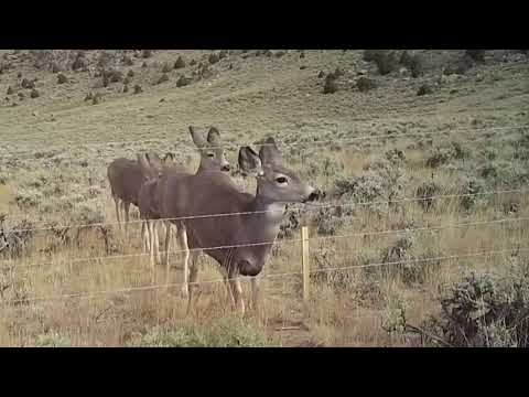 鹿は野生動物の友好的な塀の下で交差します (Deer cross under wildlife friendly fence)