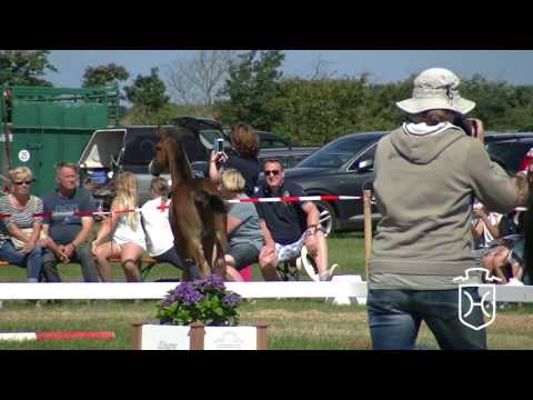 NF072 Hengstfohlen von For Pleasure   Cassini I   Carry