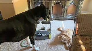 Funny Sassy Great Dane Tries To Talk Quietly To The Cat