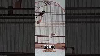 Cairo 181