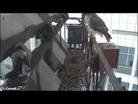 Cornell RTHA Cam 'BR Checks In!'  12:46 pm    _2.20.14_