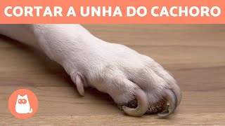 COMO CORTAR UNHA DE CACHORRO em casa 🐶 PASSO A PASSO COM TRUQUES