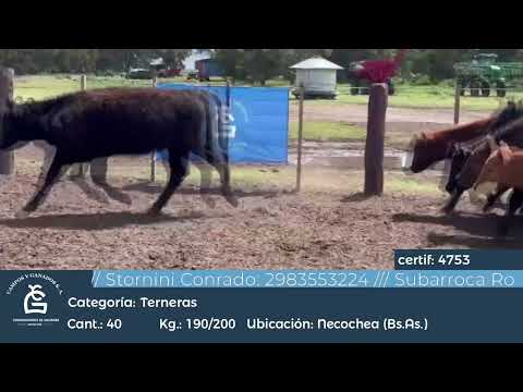 Lote Hembras - Necochea Bs As