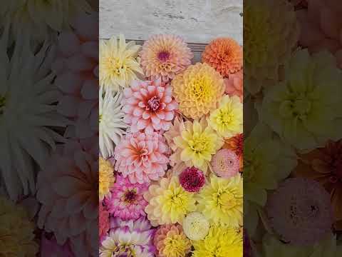 What color dahlia is your favorite? #flower #dahlias #dahlias #flowers