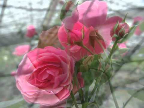 INESSA GALANTE & SAMSONS IZJUMOVS "Ah! Dite alla giovine"  La Traviata - Decor: Roses - (INFO)