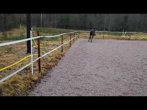 Phairytale f 18 e. Van Vivaldi-Figaro R