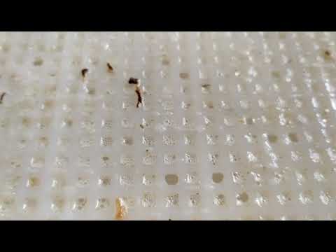 Raccolta della bava in modalità NO CRUELTY (terza Fase)