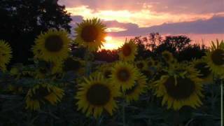 &quot;Deirdre&quot; - The Beach Boys