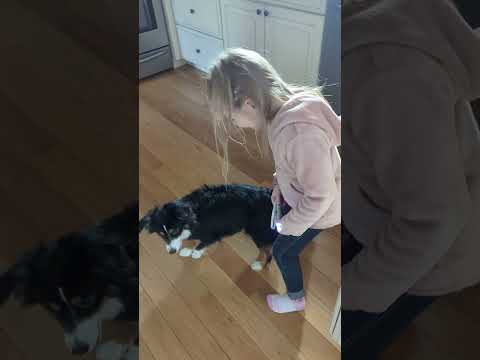 Playing with My Dog Saddie | Ansley’s Adventure