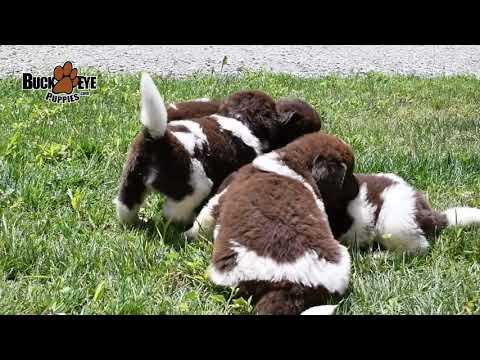 Newfoundland Puppies