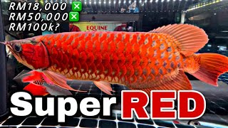Download lagu Super Red Arowana lambang kekayaan ikan cacat pali... mp3