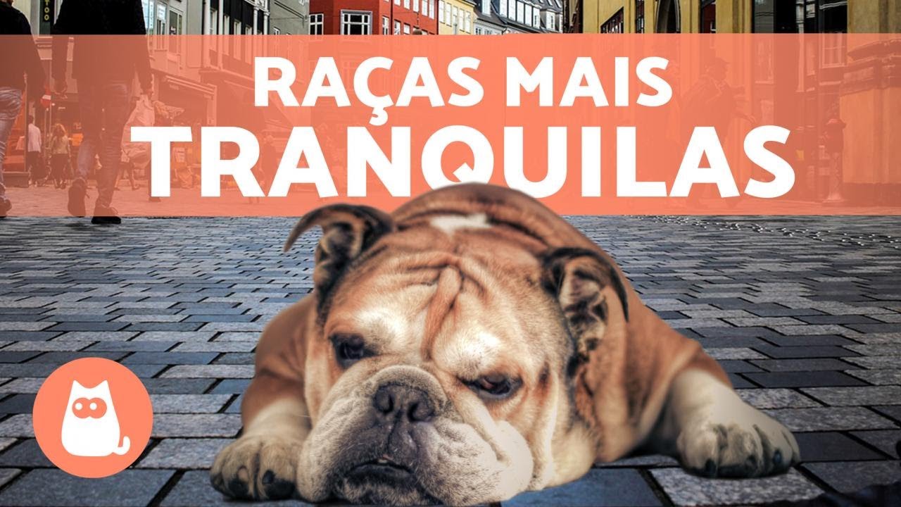 10 RAÇAS CALMAS DE CACHORROS e suas características