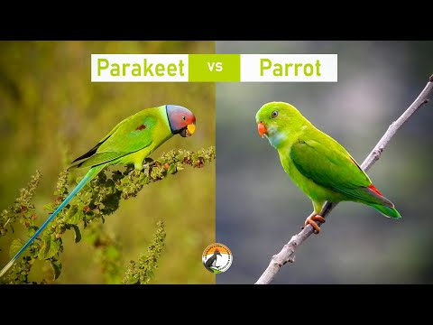 What is the difference between Parrot and Parakeet - Learn about birds