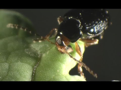 Lumiposa Insecticide Seed Treatment