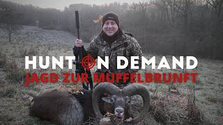 Atemberaubende Jagd zur Muffelbrunft mit @copterpro10