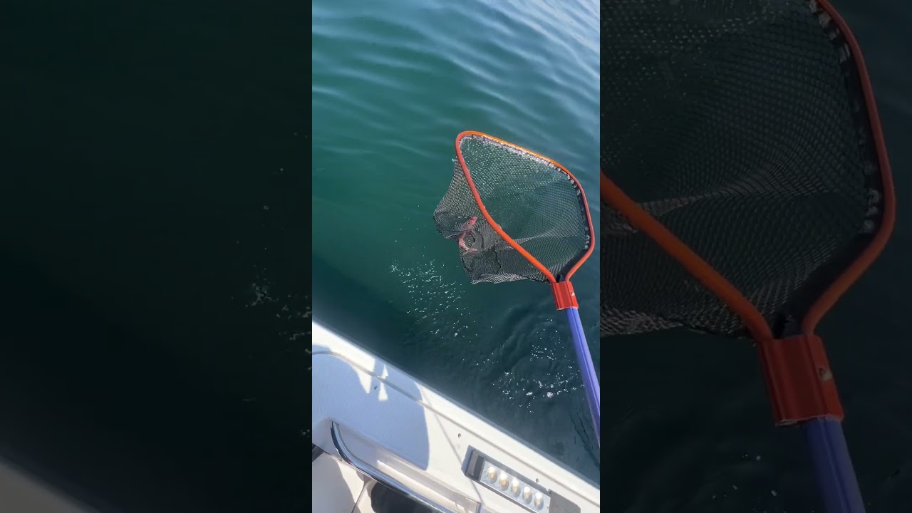 今日も釣りざんまい！