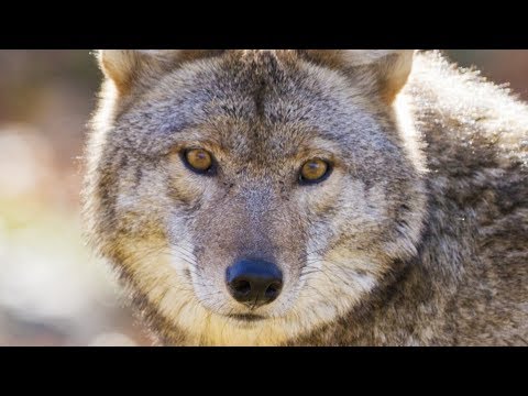 This Is What You Should Do If You Encounter A Coyote