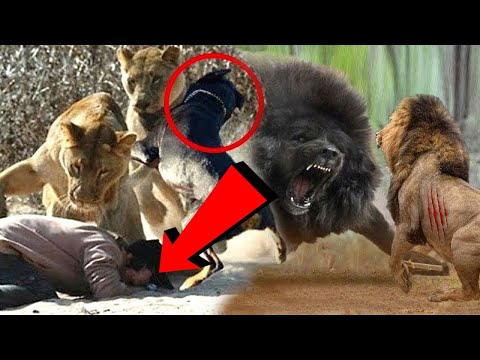 German Shepherd Powerful Dogs In The World  | Rizwan Ali Tv