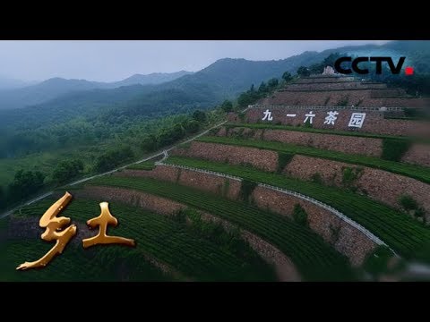 《乡土》 20180720 行走魅力茶乡 舒城兰花香 | CCTV农业