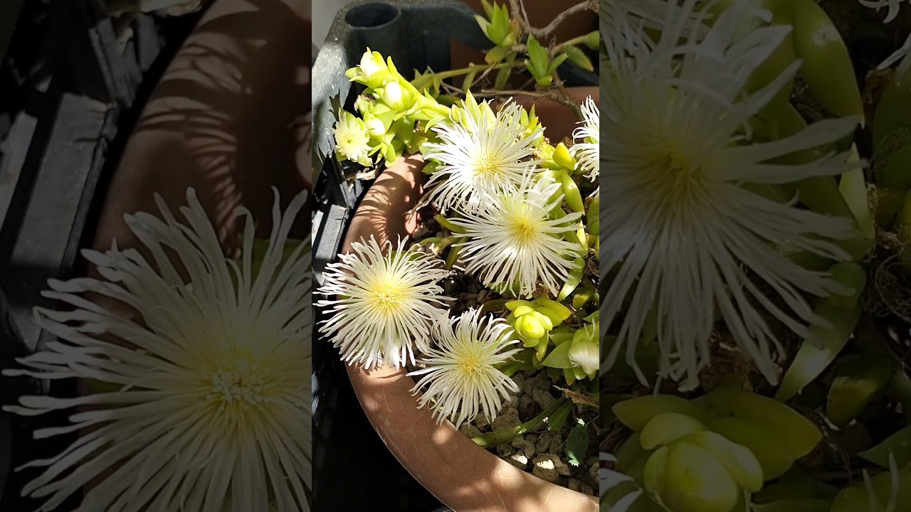 kanna sceletium tortuosum