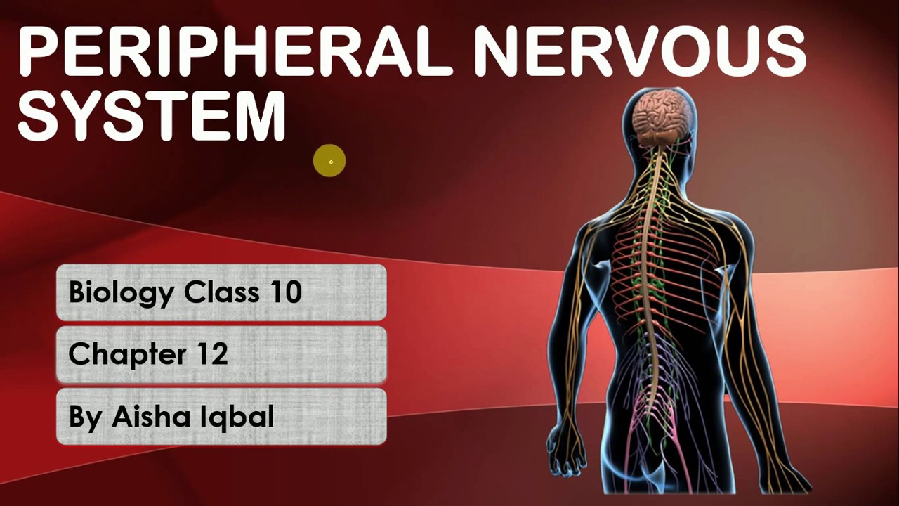 Peripheral Nervous System