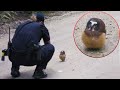 Funniest Animal Videos 2023 That Will Absolutely Brighten Up Your Day