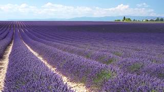 doTERRA Lavender esenciálny olej levanduľový 15ml